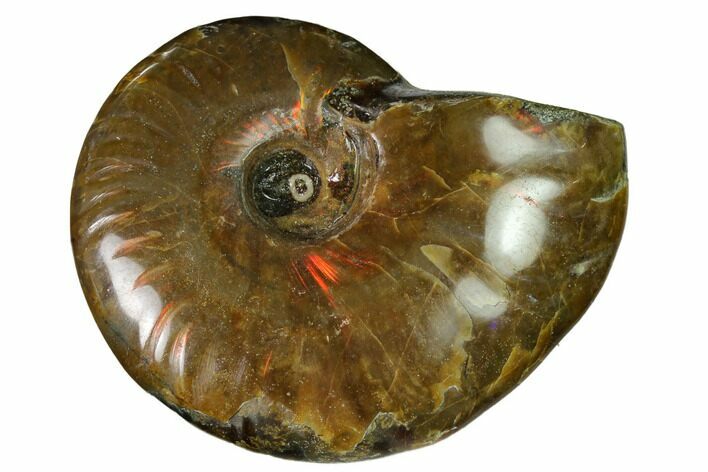 Red Flash Ammonite Fossil - Madagascar #151680